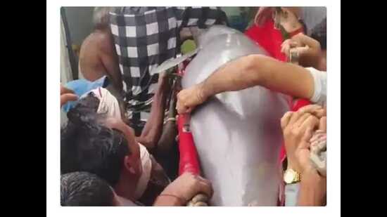 147-kg Ganga dolphin rescued after multi-district operation