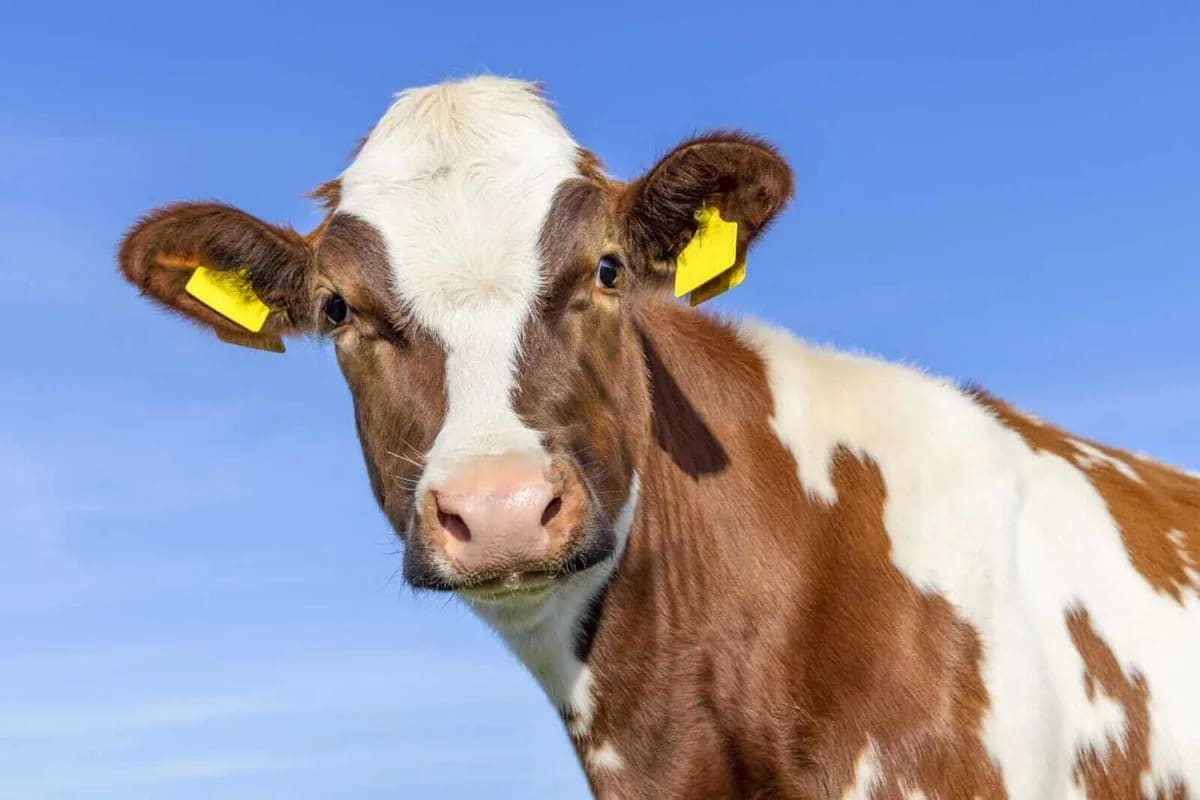 The Cattle Conundrum