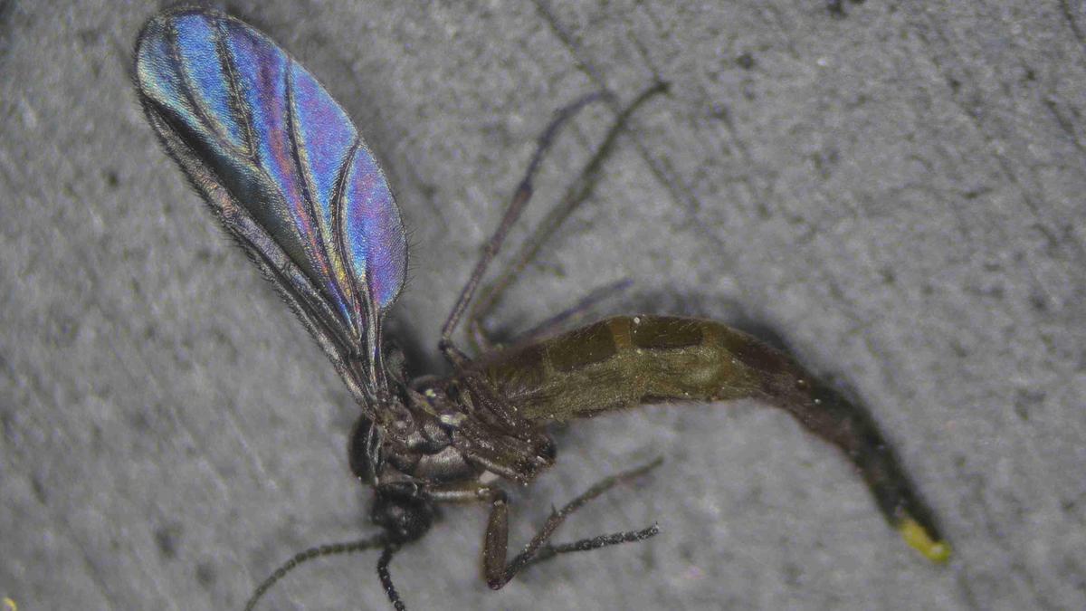 Flies infesting Kotagiri, Coonoor not the harmful ‘black flies’: researchers