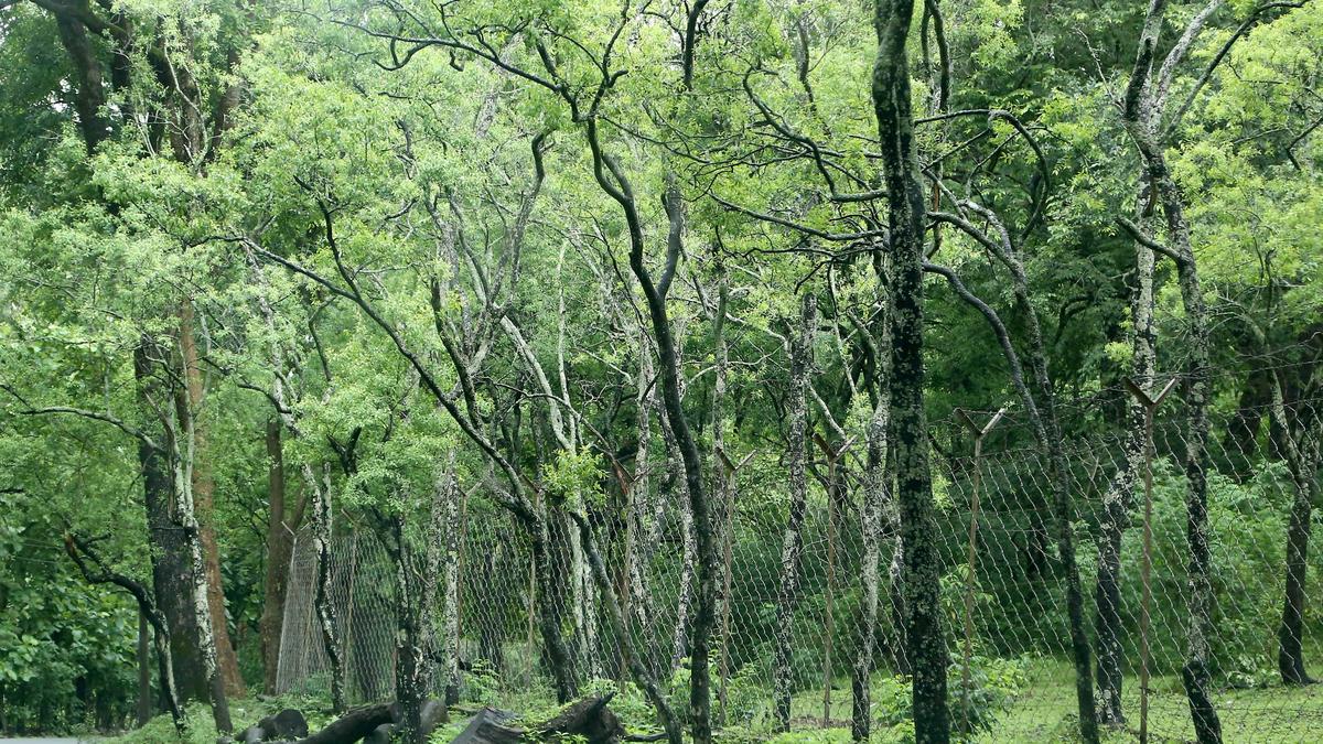 Kerala sandalwood theft racket busted; CCB arrests four, seizes 82.6 kg sandalwood worth ₹20.9 lakh