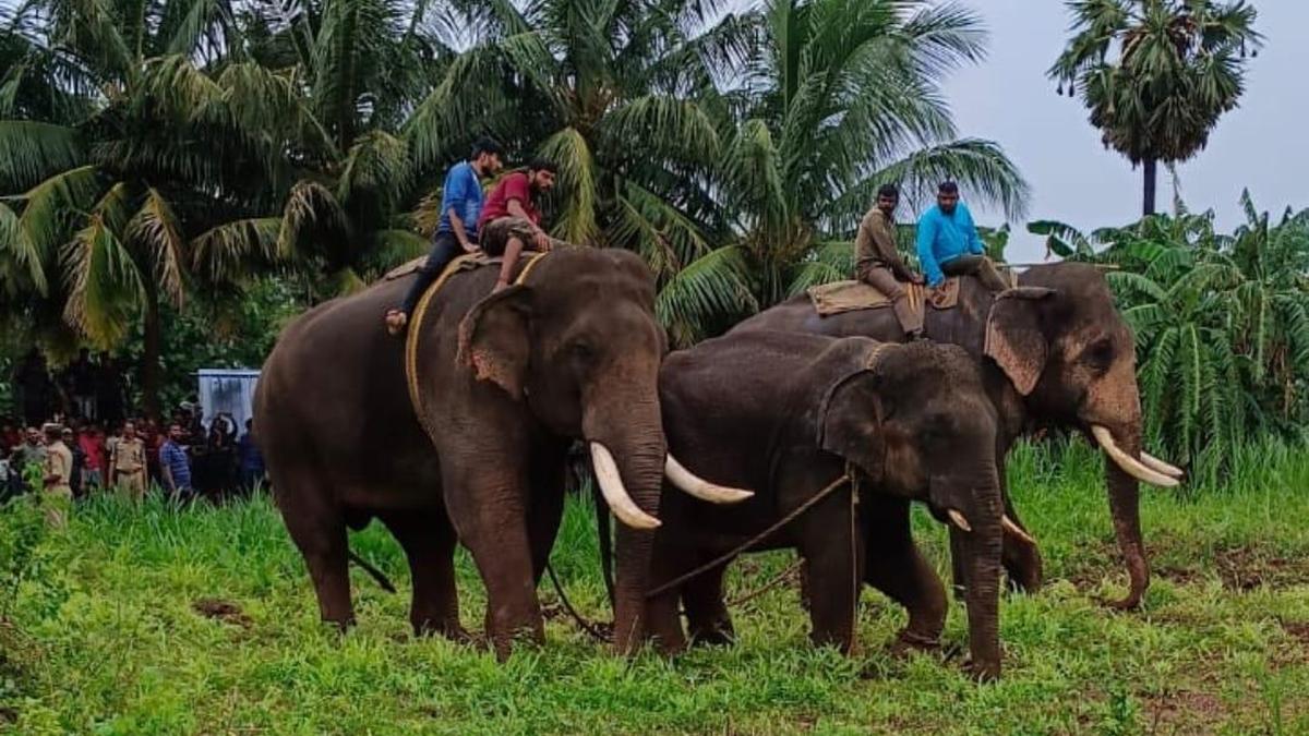 Kumkis to be deployed to reduce elephant-human conflict in Manyam