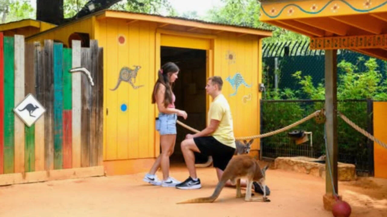 Woman thinks she is training zookeeper, gets surprise proposal with kangaroos