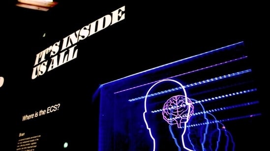 Neurosurgeon shares 7 science-backed habits to support brain health and cognitive ageing