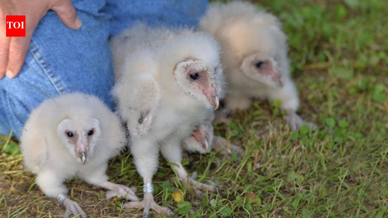 Six fluffy barn owlets bring good news to farm hit by suspected arson attacks