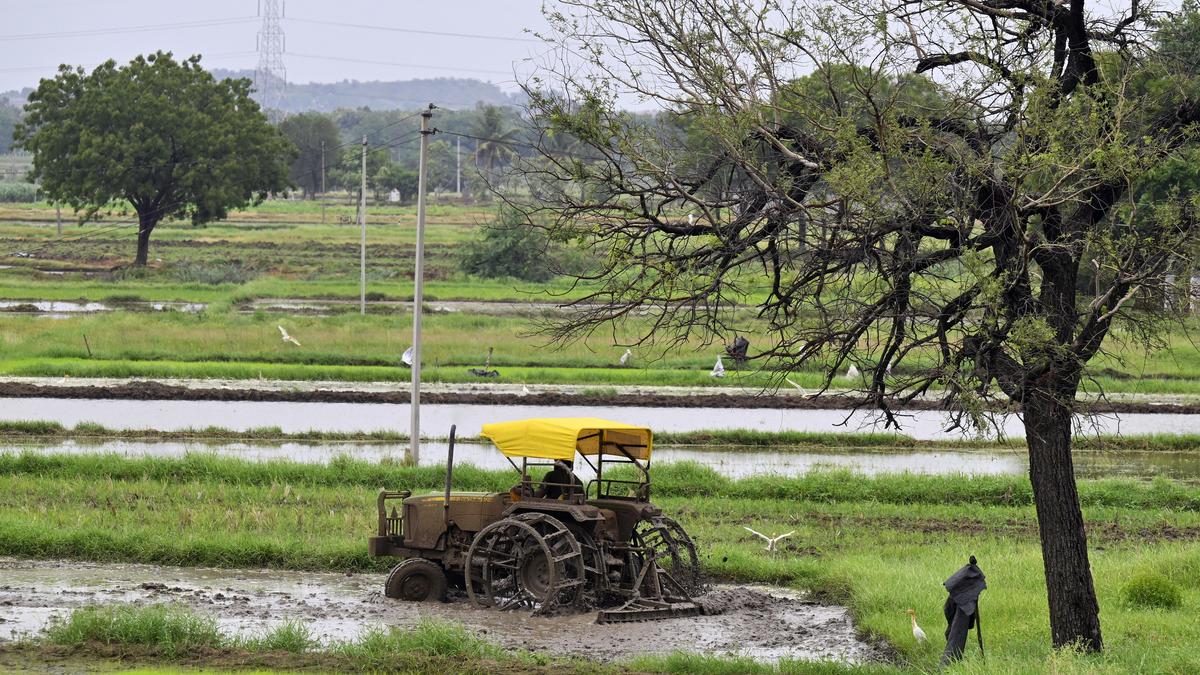 Telangana farmers caught between a dry spell and despair