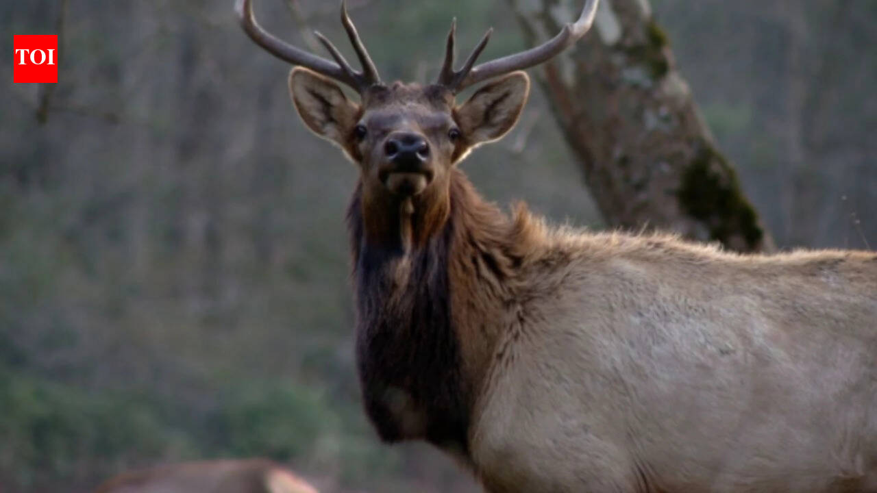 North Carolina rebuilt its elk population. In 2027, it will allow 2 hunts