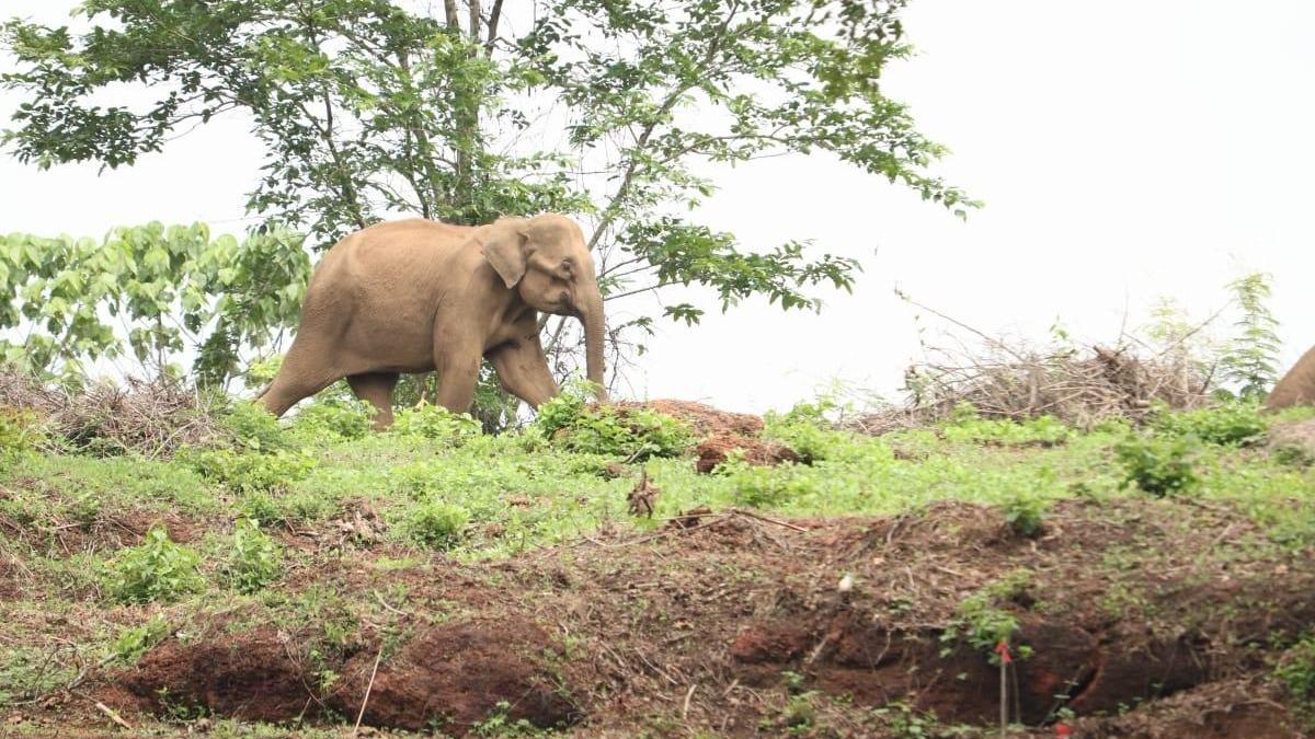 Government orders capture of Aralam Farm tusker KM1, to be fitted with radio collar and released into forest