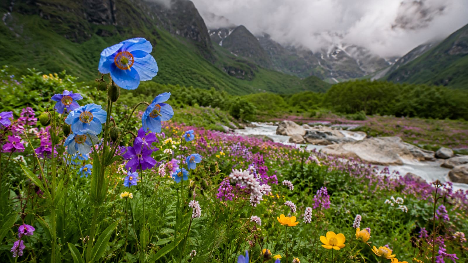 10 stunning flowers you’ll spot on the Valley of Flowers trek this monsoon