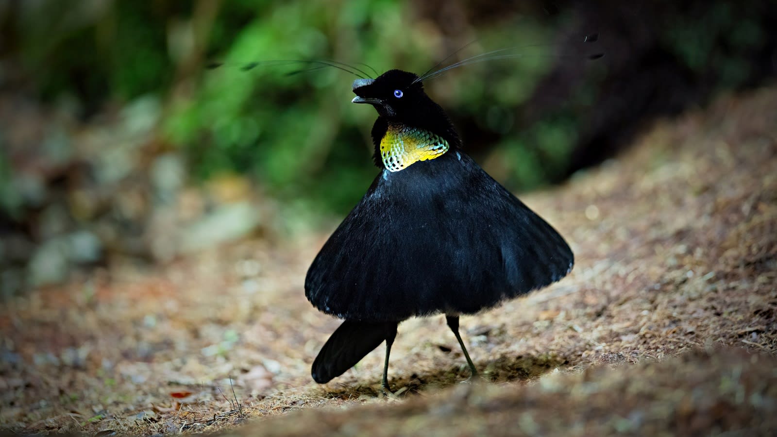 This bird uses flowers, feathers and even bottle caps to build the perfect love nest