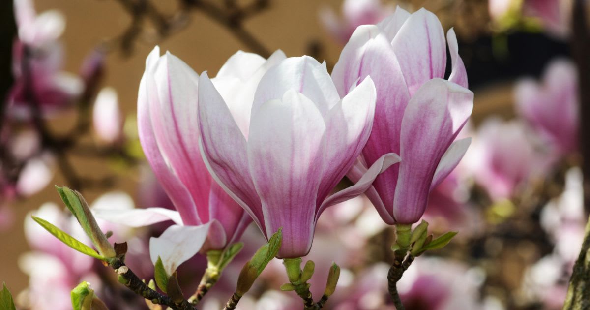 Magnolias Are So Old That They're Pollinated by Beetles, Not Bees