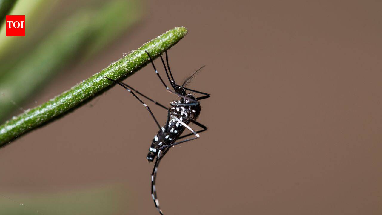 Pacific island rat cleanup accidentally wipes out mosquito species too