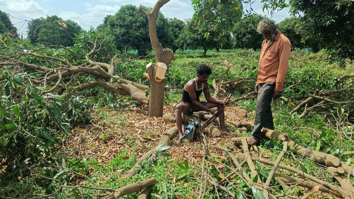 Mounting losses force farmers in Karnataka’s Kolar district to chop down mango trees