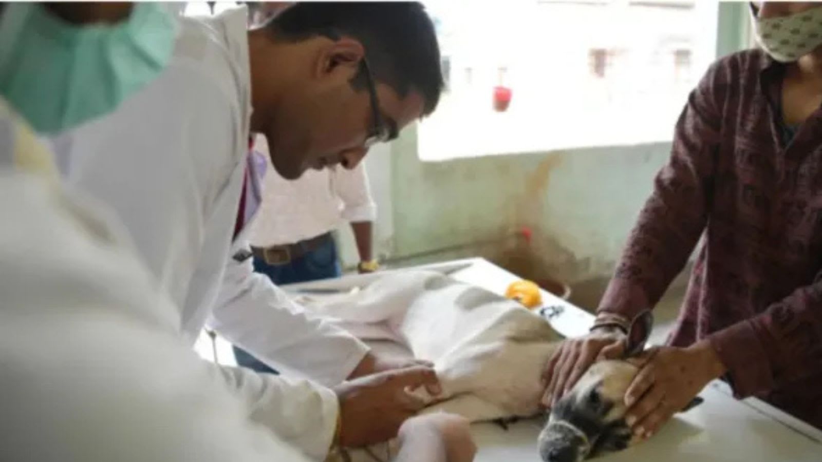 CID to probe Karnataka veterinary officer recruitment scam