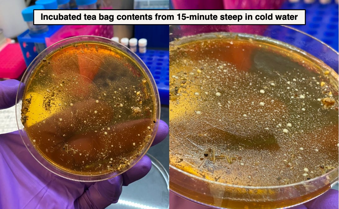 How to Survive Boiling Water