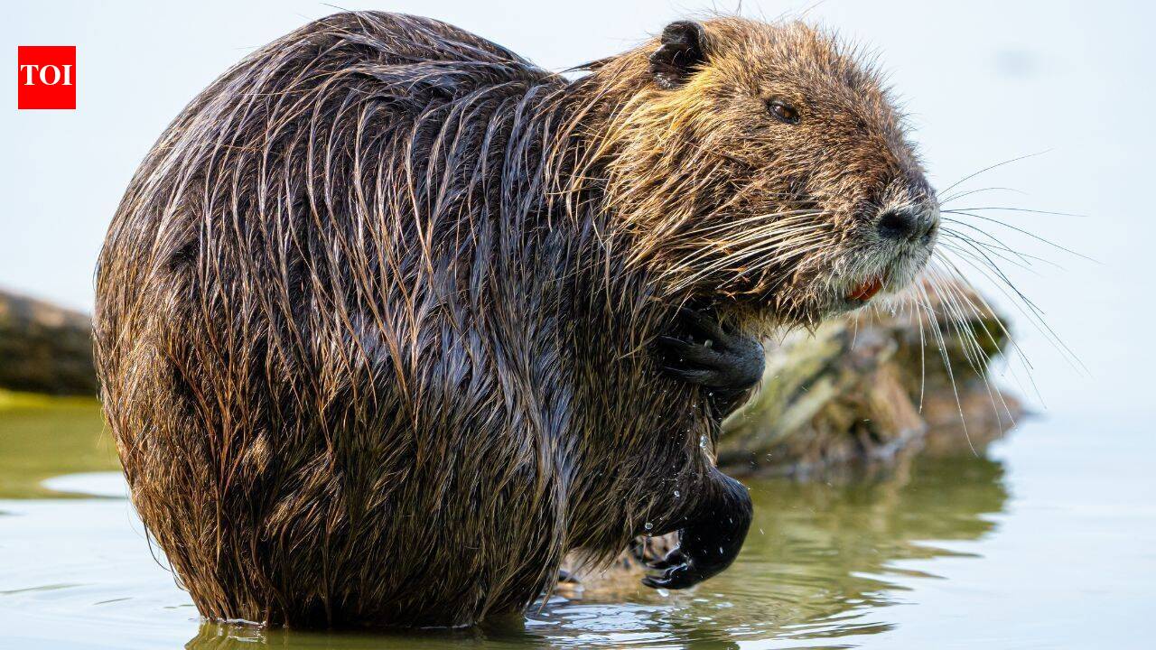 California wiped out 20-pound rodents. DNA suggests someone brought them back