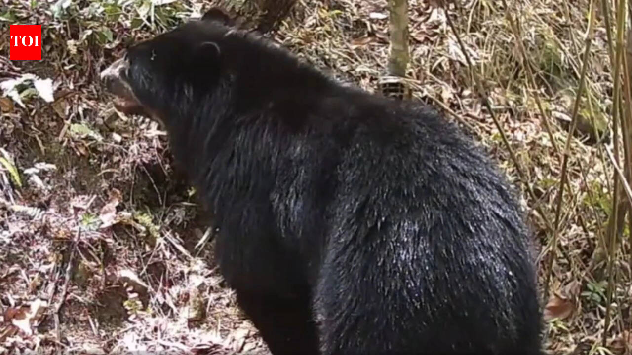 Rare video shows Andean bear entering river in Bolivia watershed