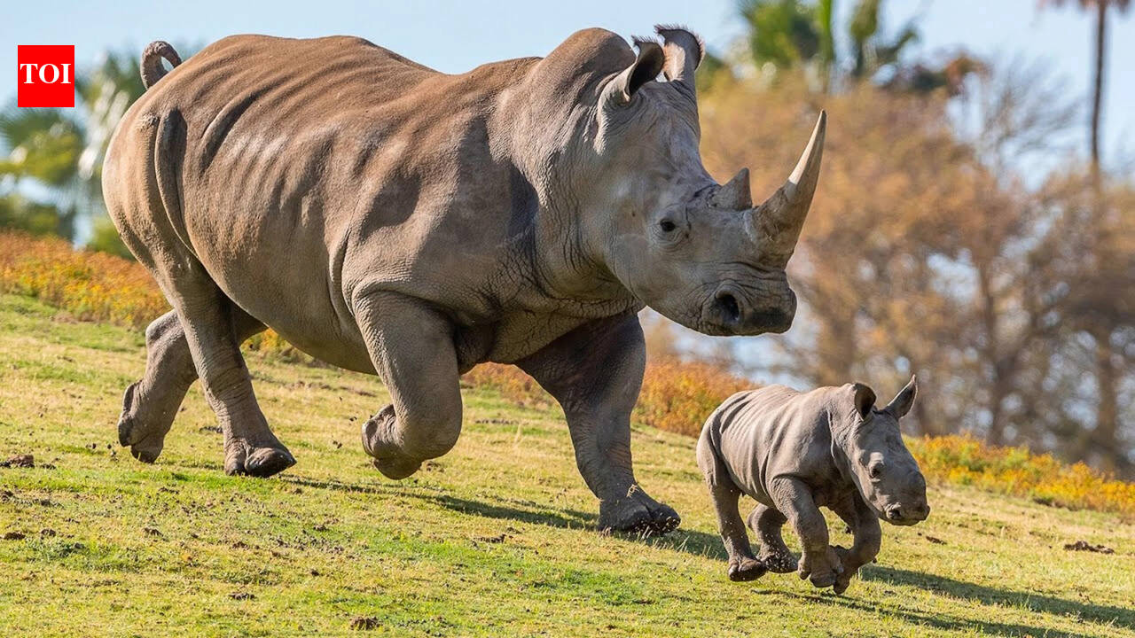 6 orphaned rhinos rescued from poachers have all given birth in the wild