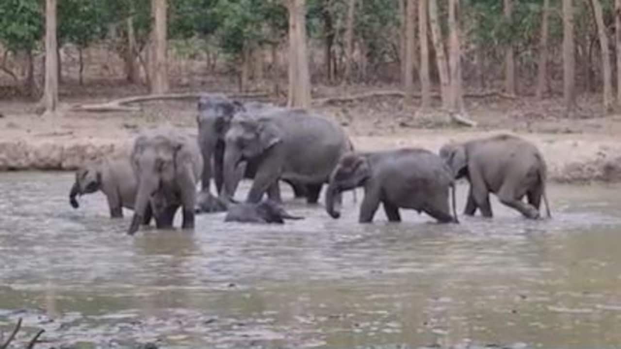 Deaths Of 15 Elephants In Kenya's National Park Spark Investigation