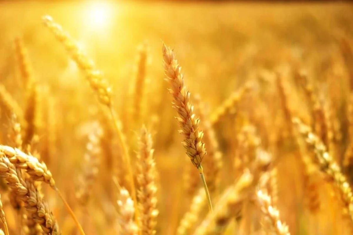 Wheat Facing Monday Midday Losses