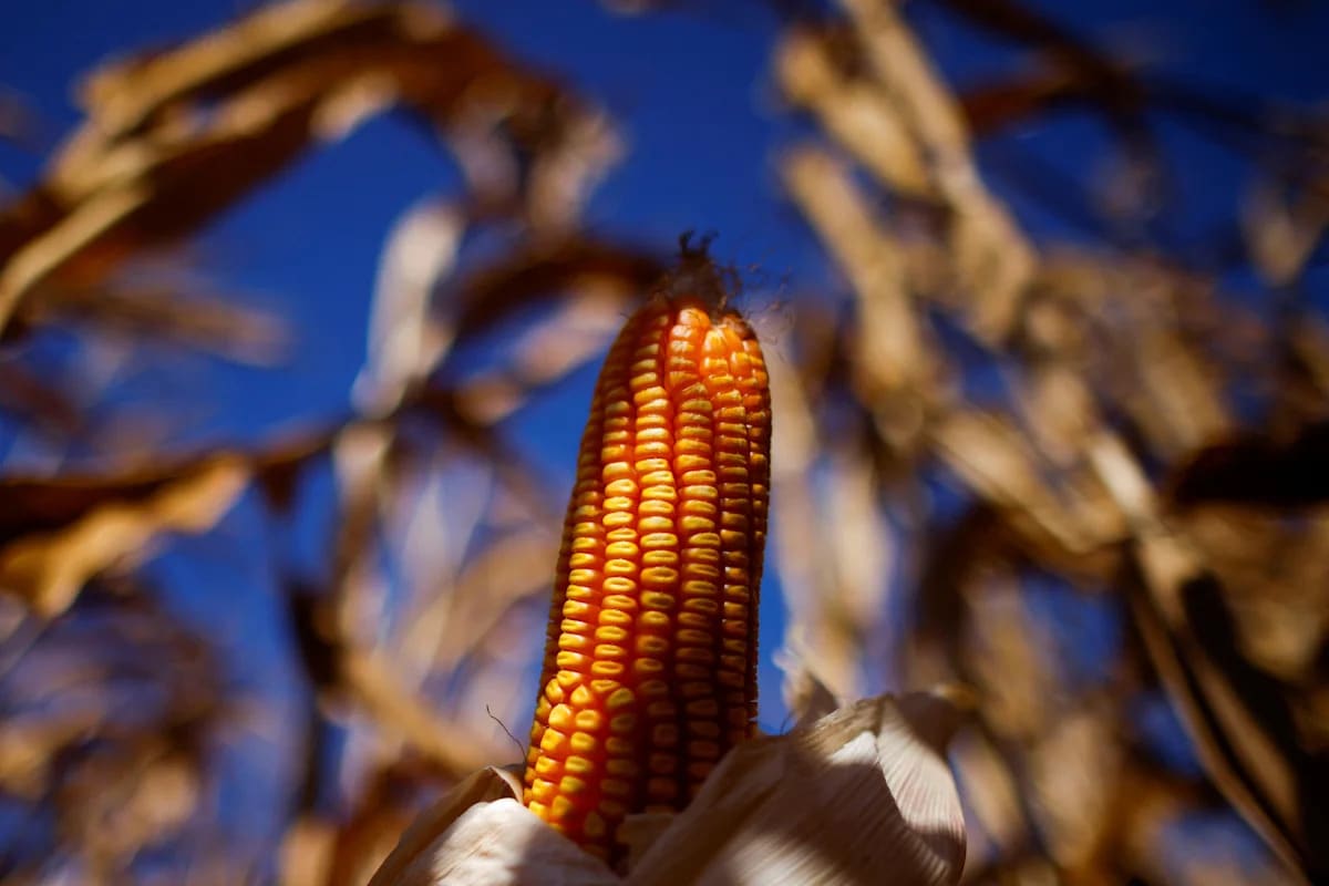 A 'Super El Niño' is expected to squeeze commodities even further this year
