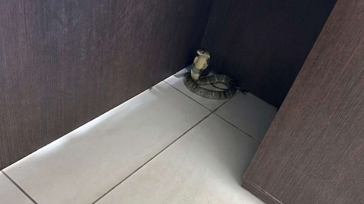 AI-generated images of snakes hamper rescue calls in Hyderabad, diverts resources from legitimate requests