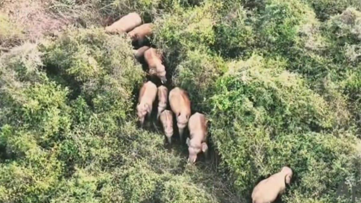 Farmer killed by wild elephants near Andhra Pradesh-Tamil Nadu border