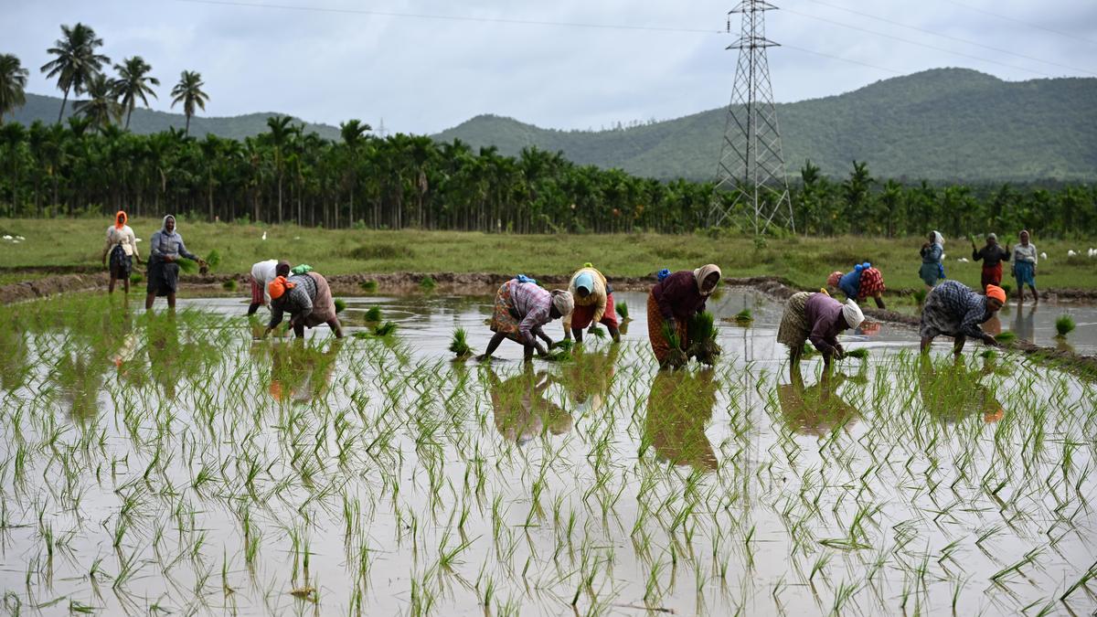 Karnataka’s rice bowl shows no signs of filling up