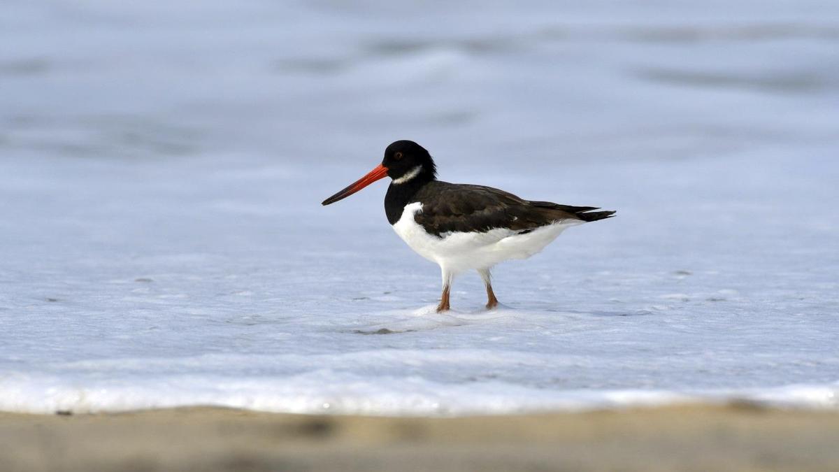 Why Kerala is witnessing a decline in winter migratory birds
