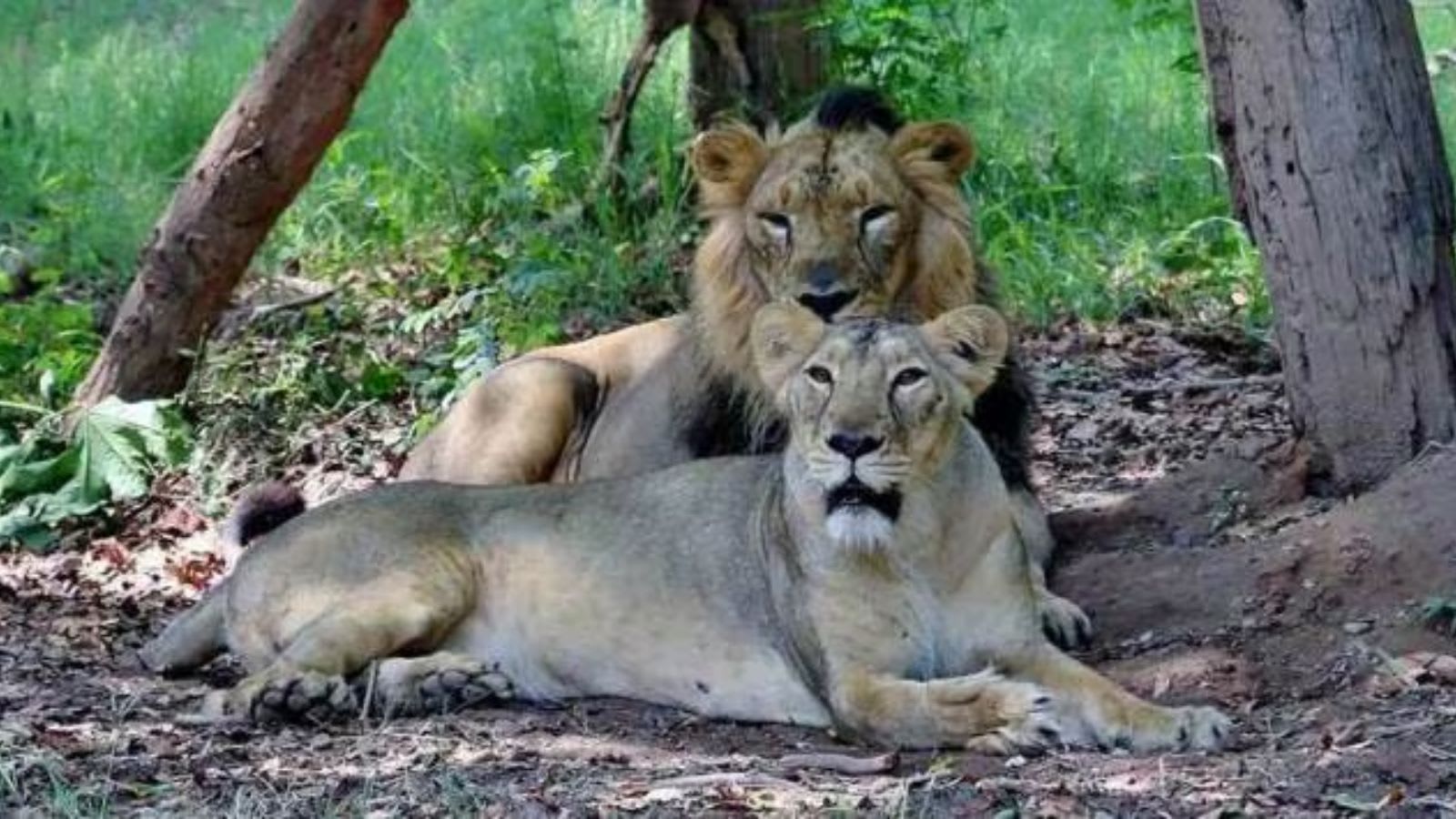 Lions entering human habitats in Gujarat not to be sent to zoo anymore