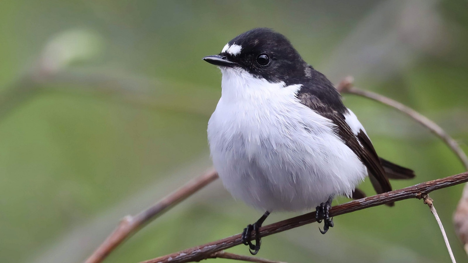 ‘Cheating’ birds change their tune — and females can tell