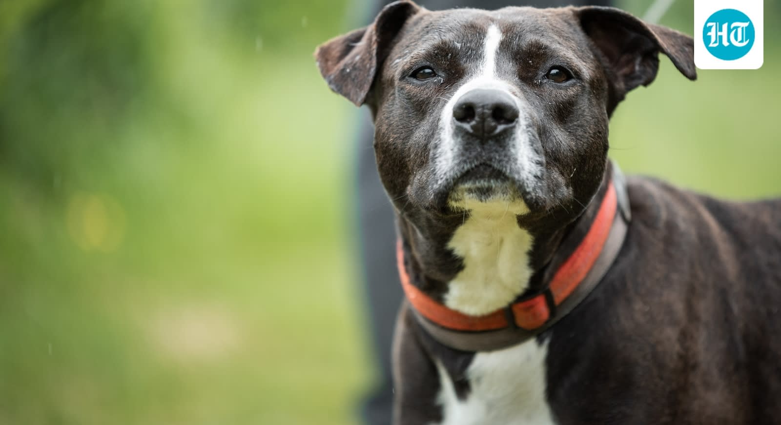 Patiala pitbull case reignites ferocious breeds debate