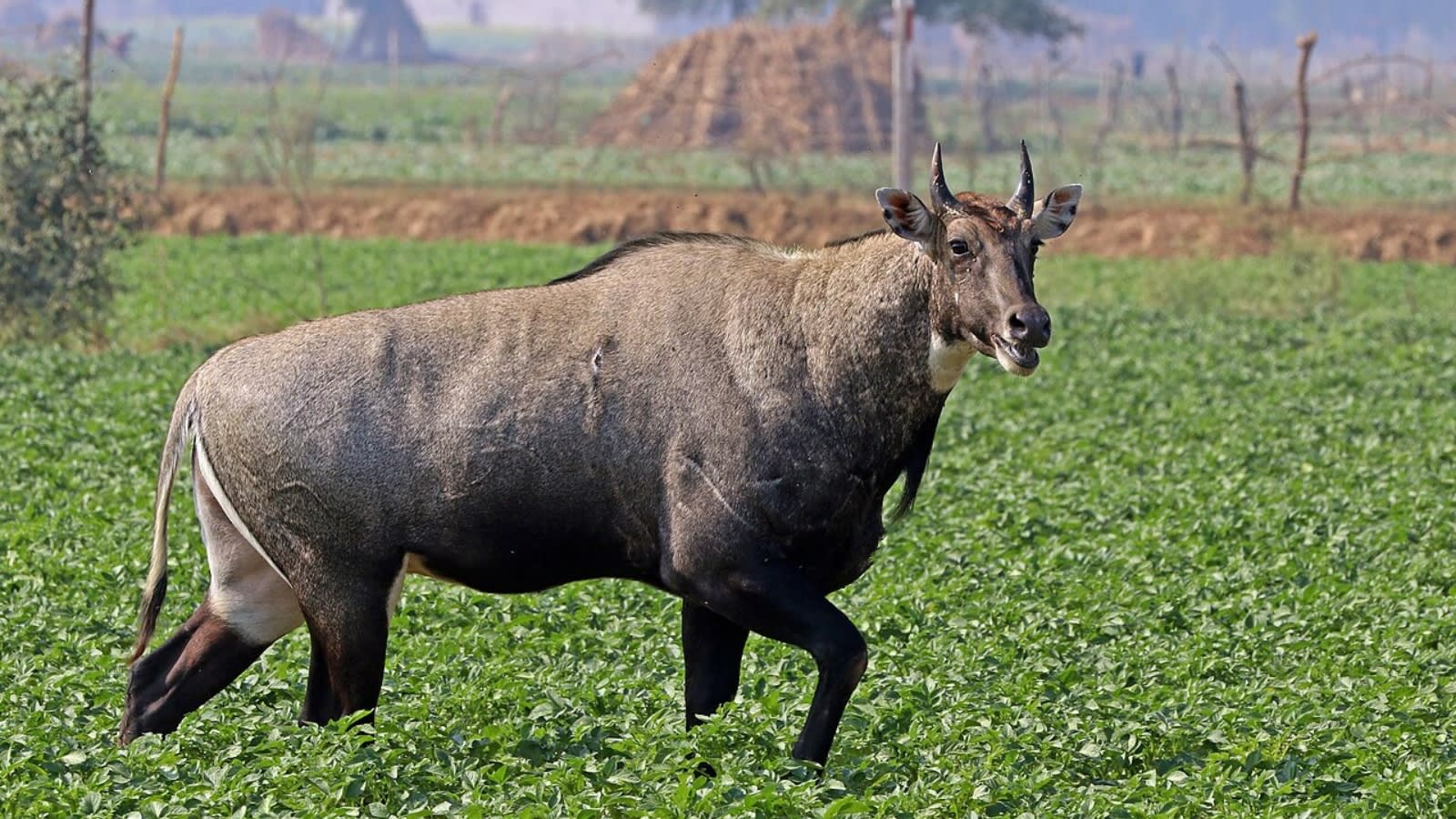 How India’s nilgai became an ecological concern thousands of kilometres away in Texas
