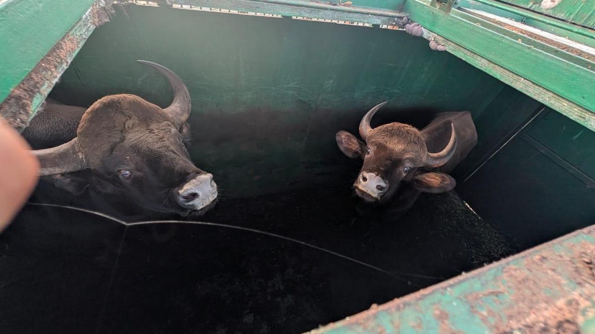 Shivamogga zoo transports two Indian gaurs to Patna, to get wolves, gharials in return