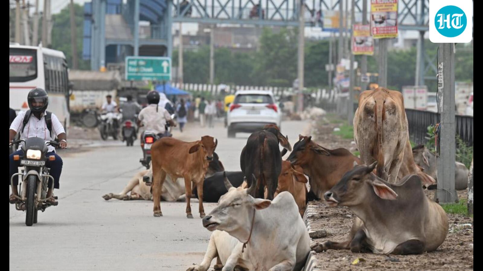 Locals raise concern over growing stray cattle in Gurugram