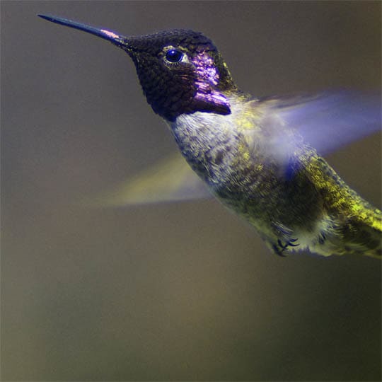 Ultraviolet Bird Photography