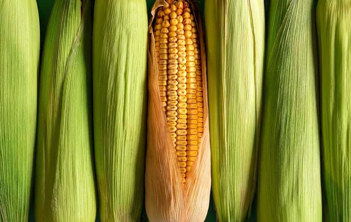Bulls Are Back in Charge of Corn Prices as a New Rally Forms