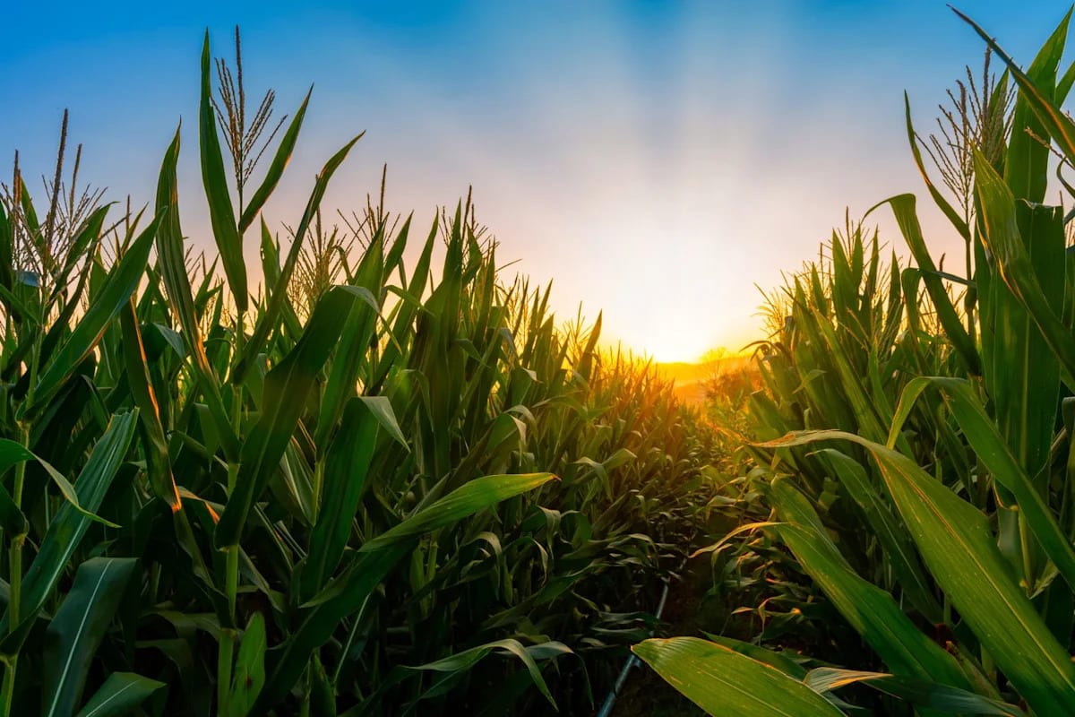 Corn Fading Back Lower on Thursday