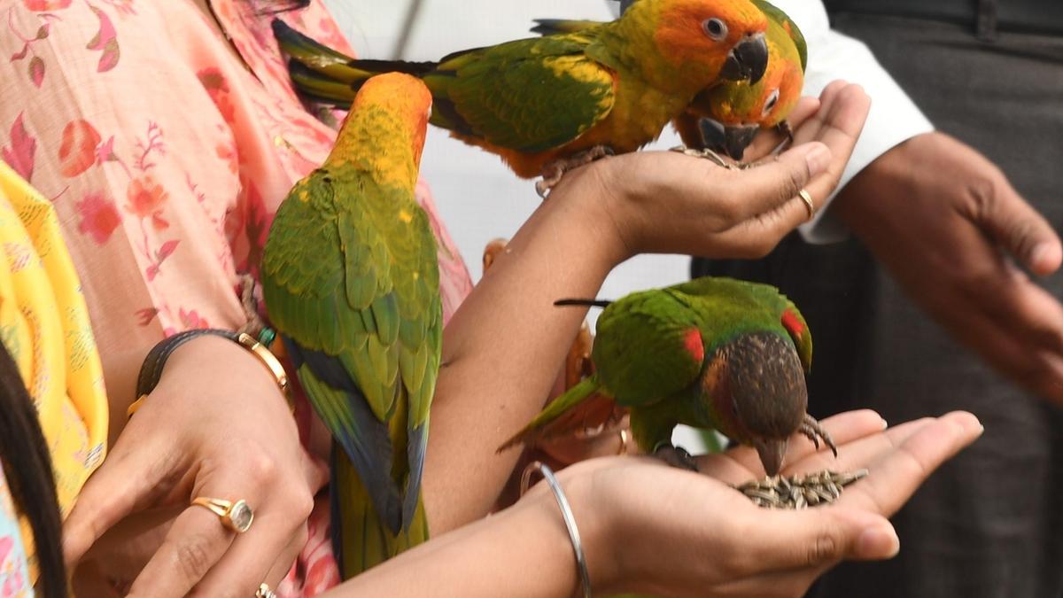 High volume of exotic animal applications in T.N., gaps in facilities hamper regulation and seizure