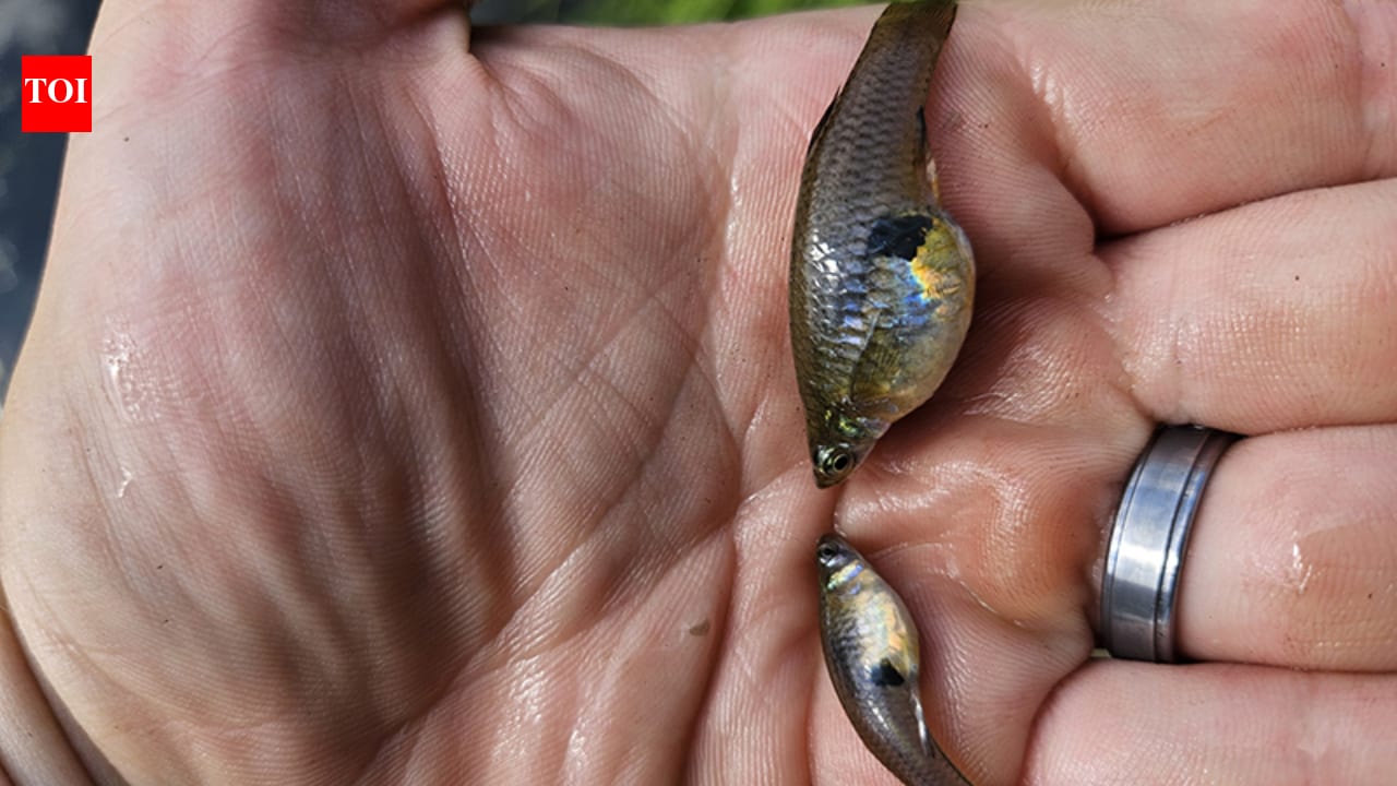 Hawaii’s 1905 mosquitofish import now linked to native species decline