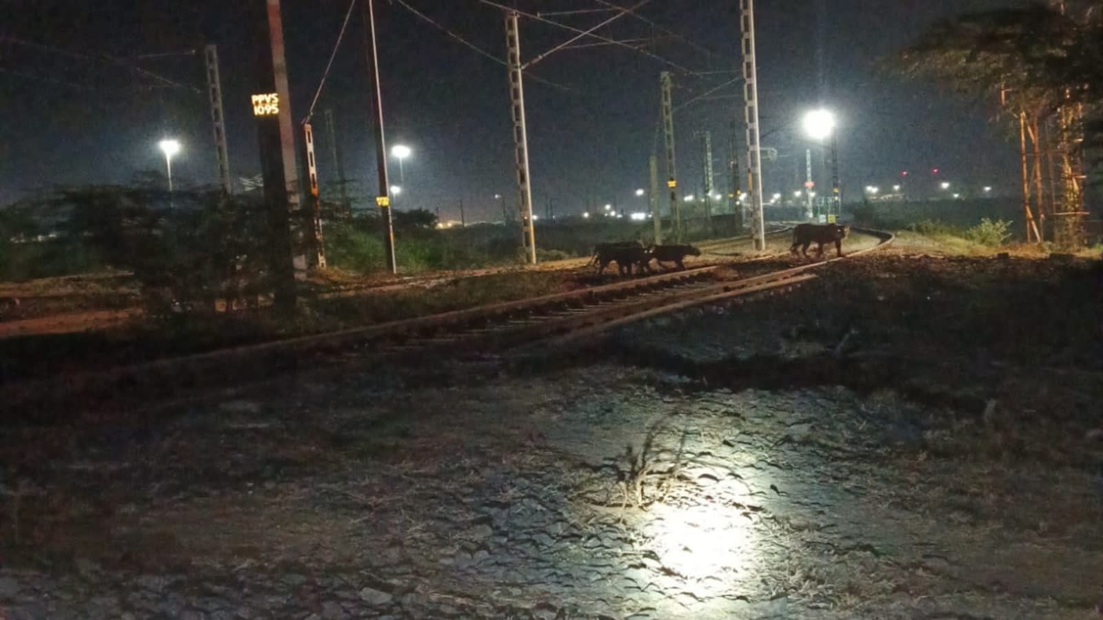 How Gujarat used AI to save over 6,000 lions from railway accident