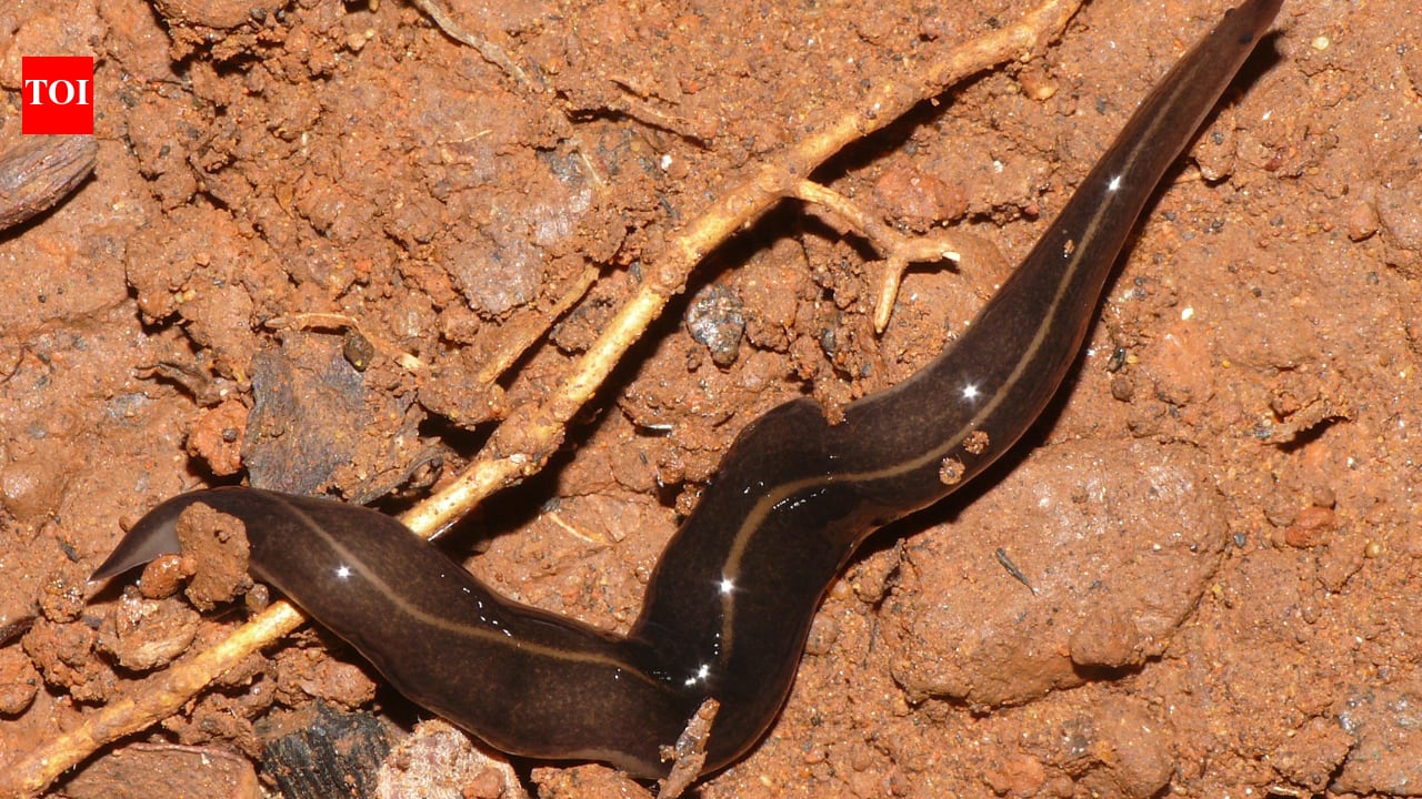 Samoa's snail-control flatworms later became a threat to native snails
