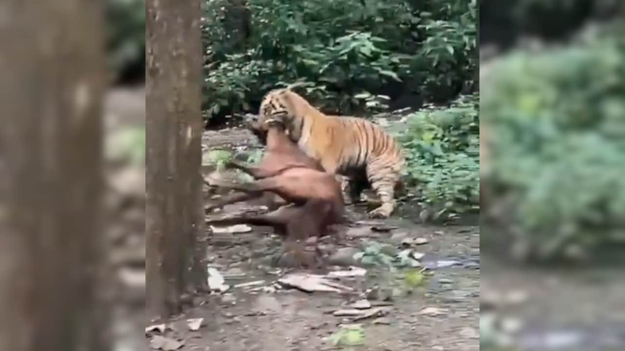 Video: Tiger Drags Horse Away In Front Of Tourists Near Jim Corbett Park