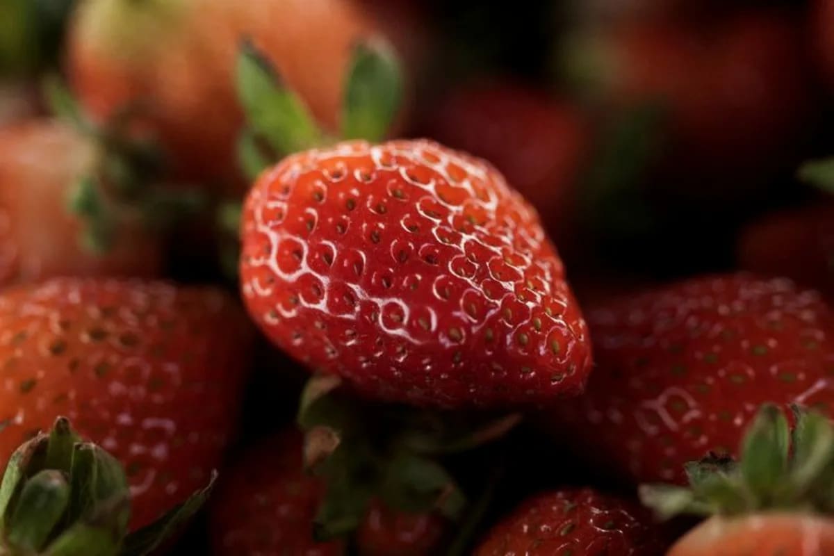 Mexico pushes back on US ruling on strawberry dumping