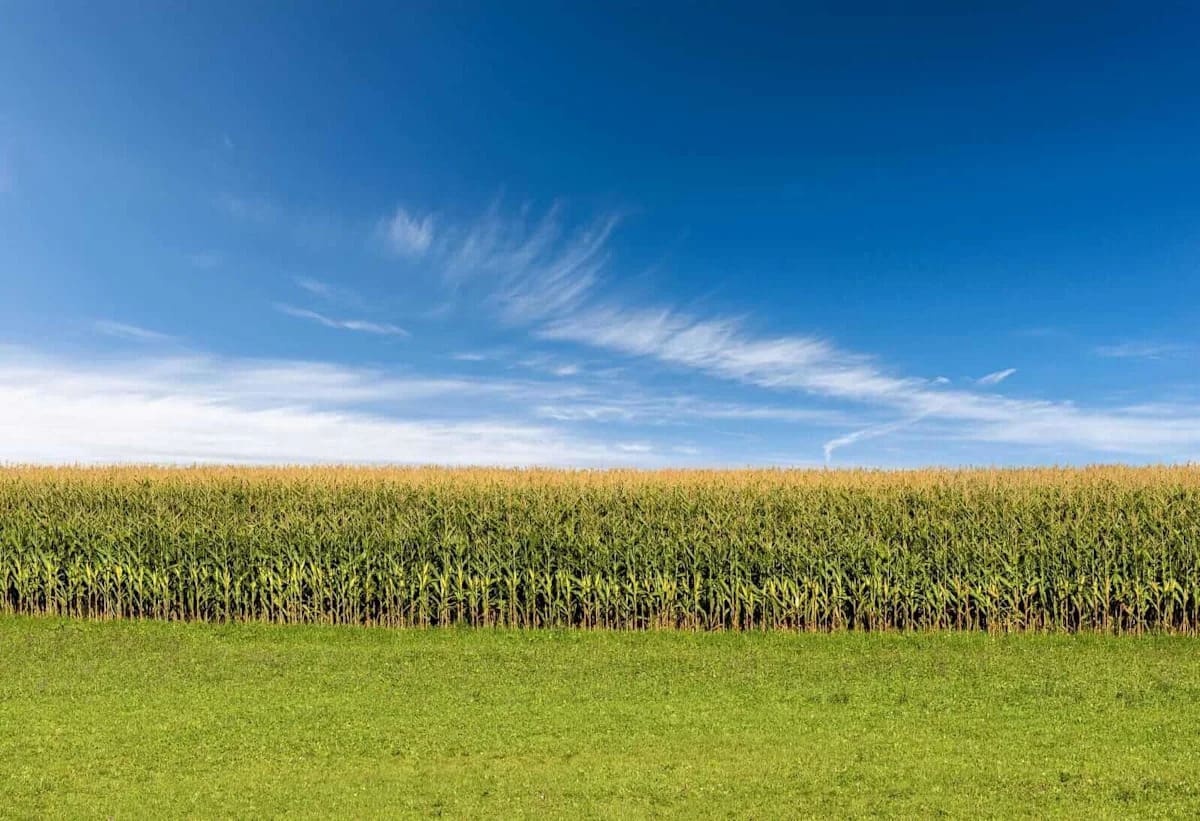 Corn Fading Early Gains for Midday Tuesday Weakness