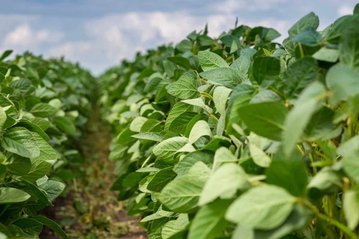 Soybeans Holding onto Tuesday Gains at Midday