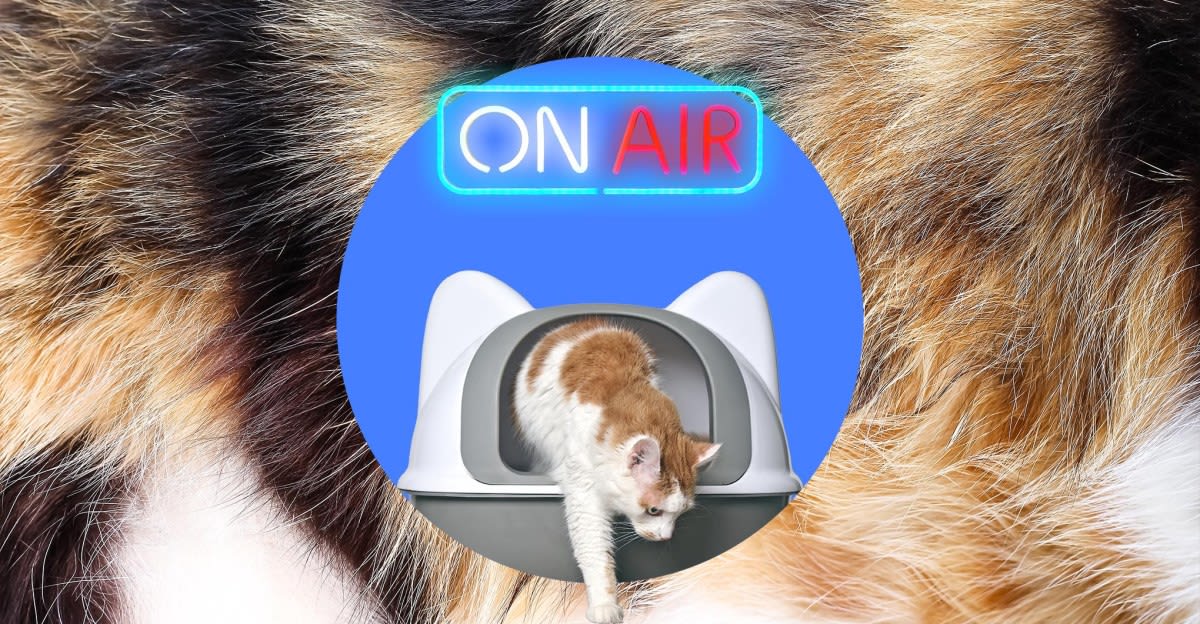 I ruined my cats’ toilet time with a motion-activated neon litter box sign