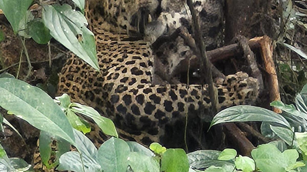Leopard, caught in wild boar trap, dies in Keralam’s Kannur