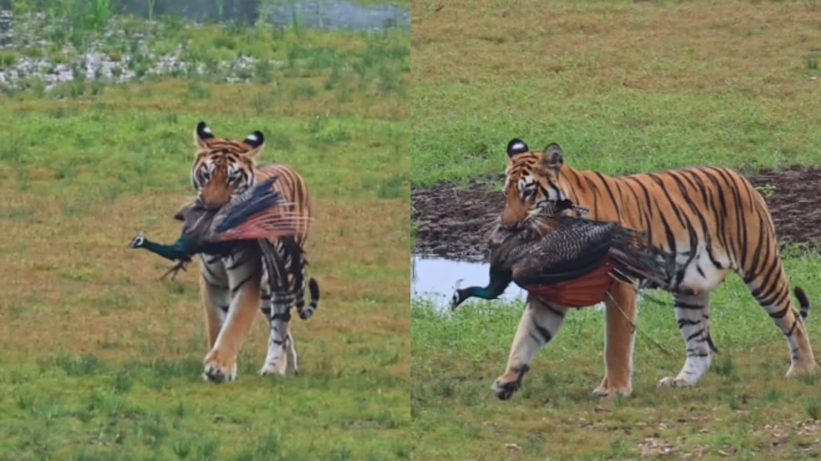 ‘National animal hunts national bird’: Viral video captures a rare moment