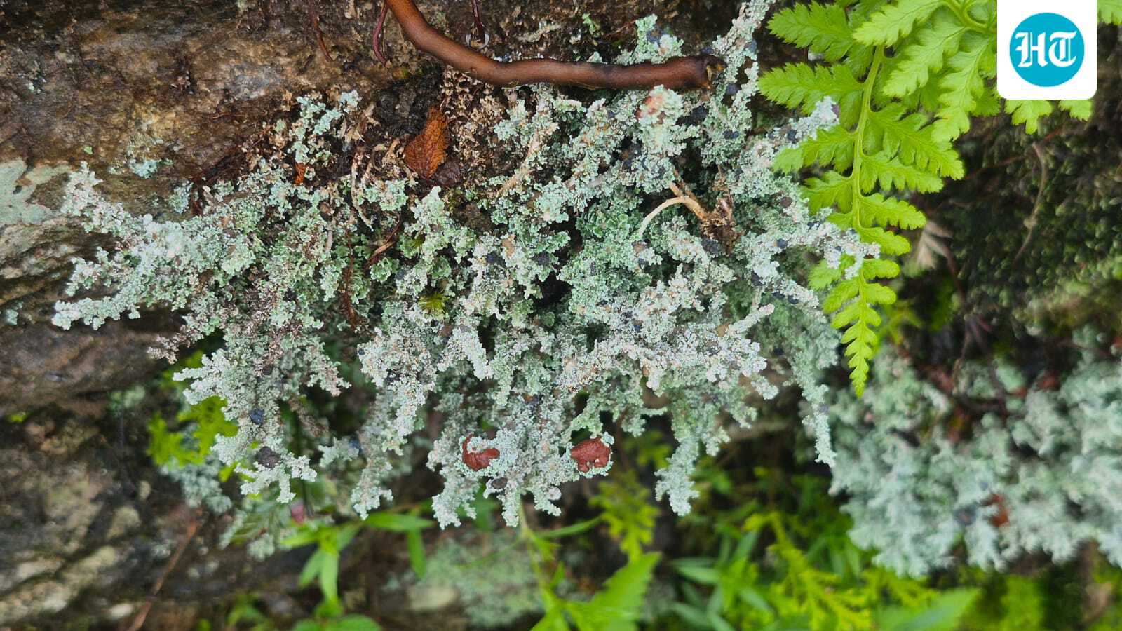 Wood you look at that?: Inside India’s lichen and gymnosperm gardens