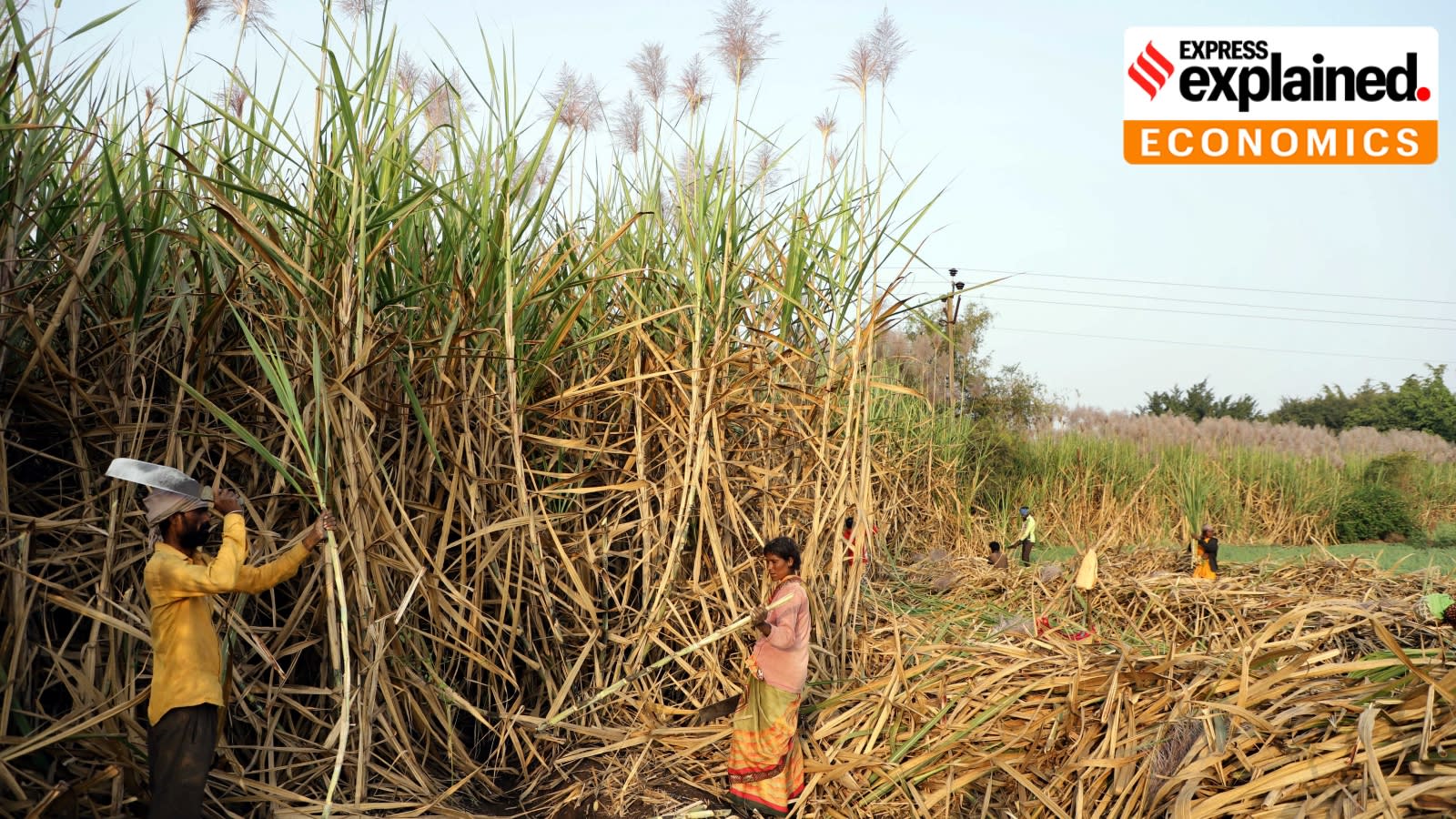 Why ethanol diversion is not to blame for soaring sugar prices